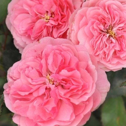 Trandafiri online - Roz - trandafir pentru straturi Floribunda - trandafir cu parfum intens - 0 - PhenoGeno Roses - ,-